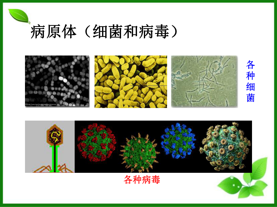 免疫课件-苏教版.ppt_第3页