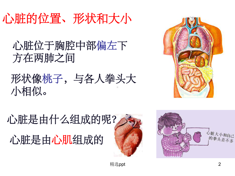 心脏的结构-心结构图课件.ppt_第2页