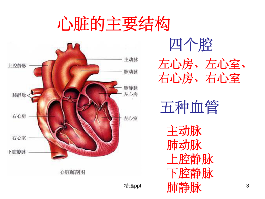 心脏的结构-心结构图课件.ppt_第3页