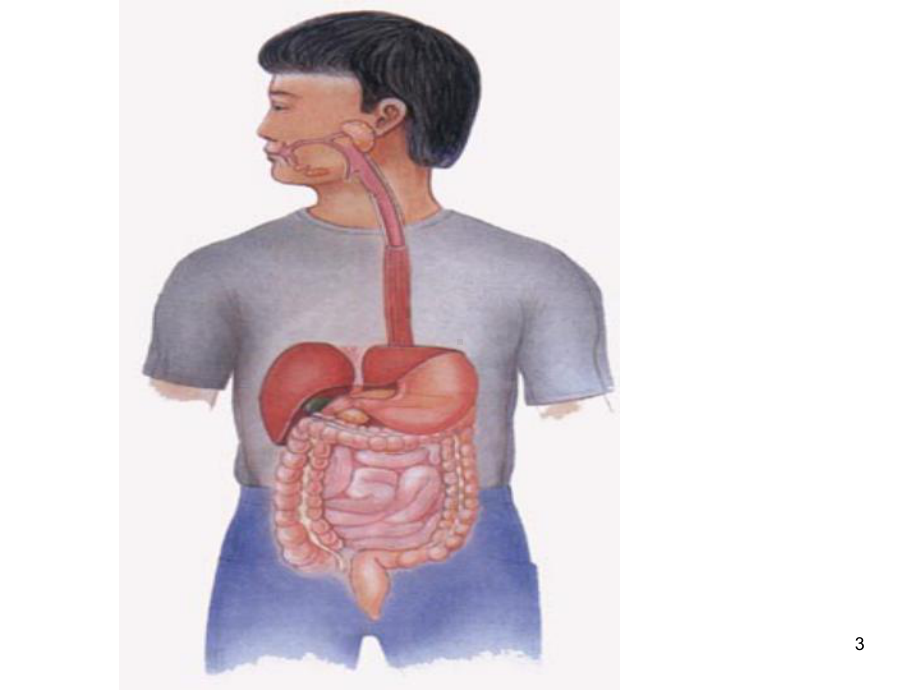 小儿消化系统解剖生理特点口炎的护理课件.ppt_第3页