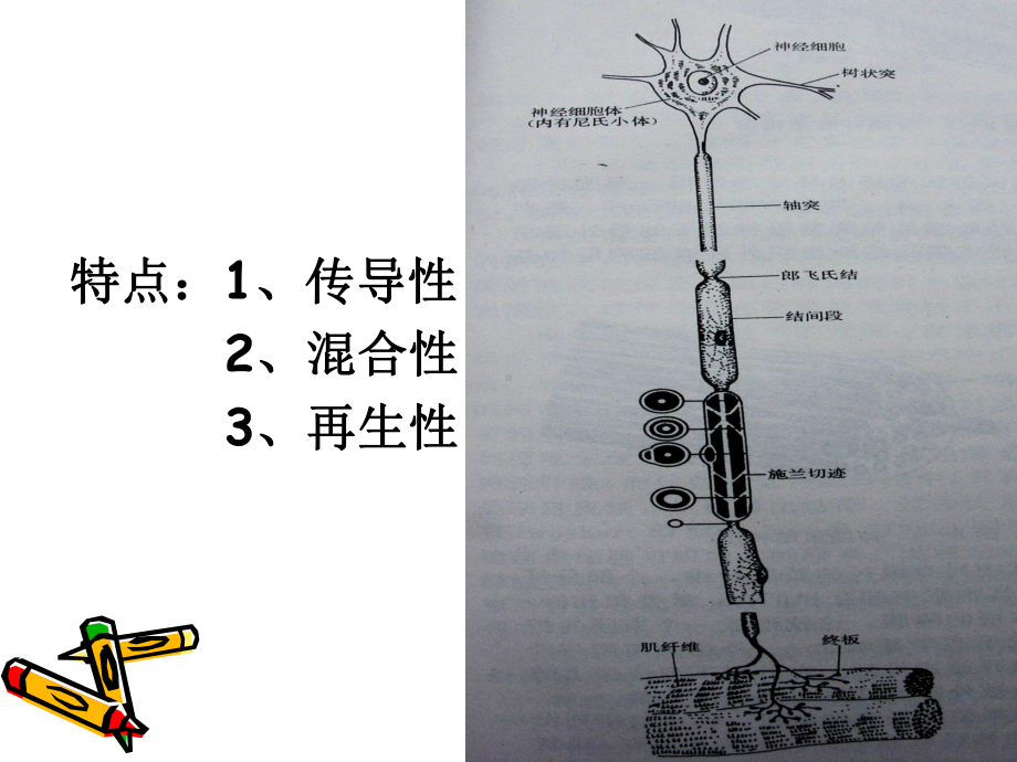 周围神经损伤临床康复课件.ppt_第3页