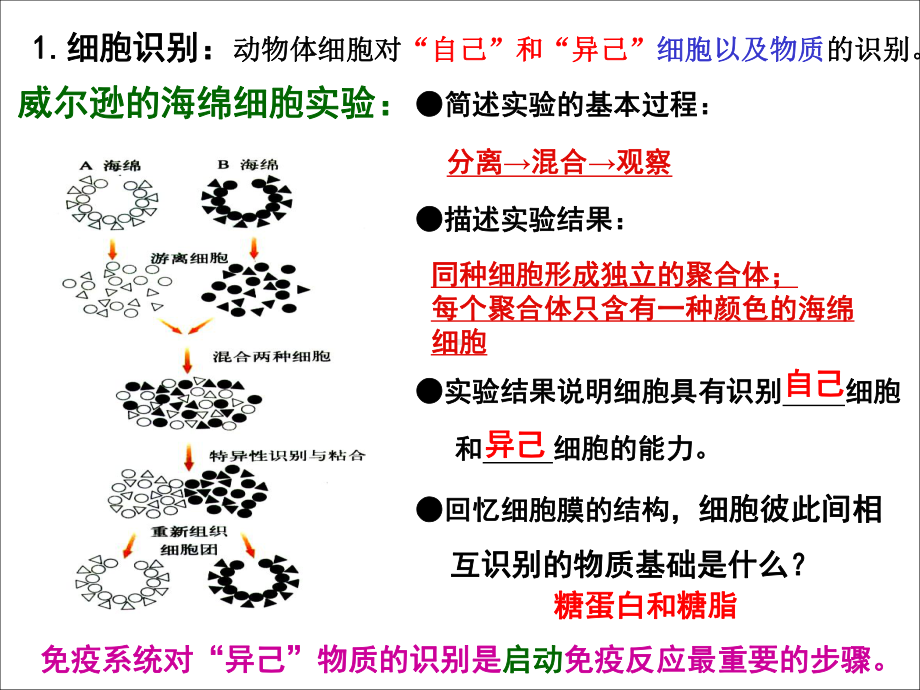 动物体的细胞识别和免疫课件.ppt_第3页