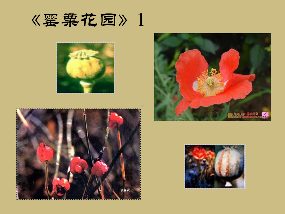 小学生毒品预防教育课件.ppt_第3页