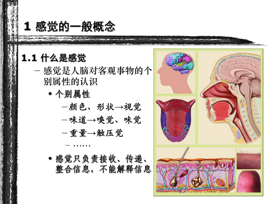 心理学03-感觉课件.ppt_第2页