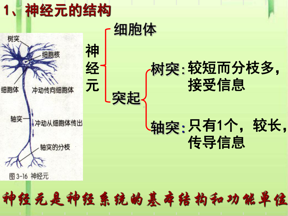 信息的处理-神经系统-课件.ppt_第1页