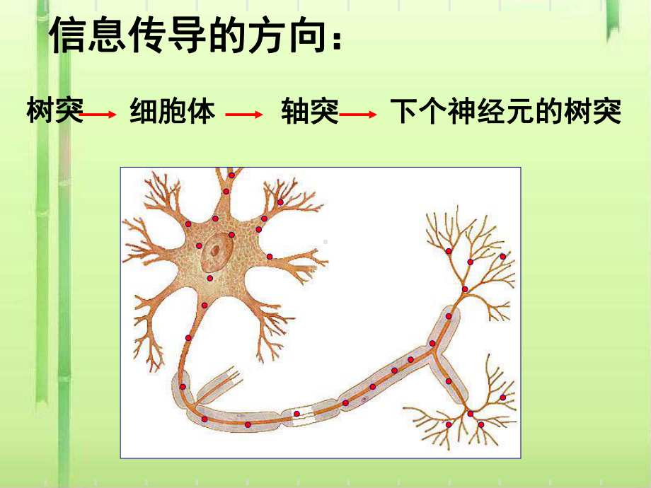 信息的处理-神经系统-课件.ppt_第2页