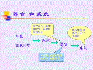 循环系统讲课课件.ppt