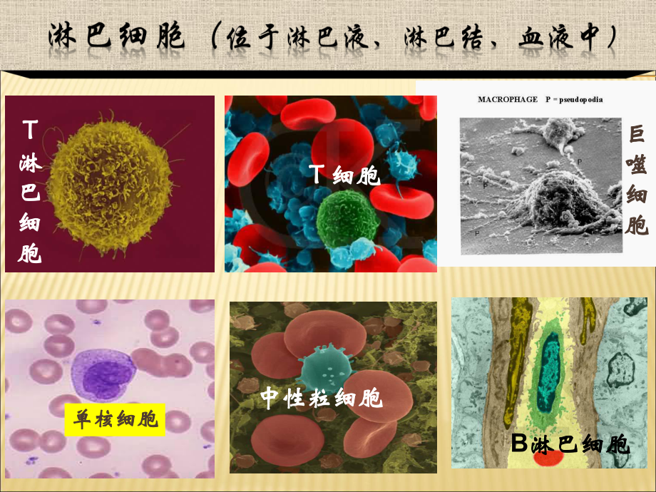 免疫系统和免疫功能(课件).ppt_第3页