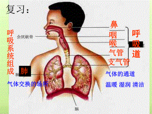 发生在肺内的气体交换课件20-人教版.ppt