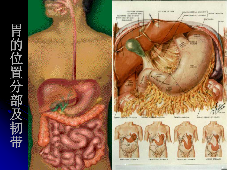 医学课件-胃-Stomach局部解剖.ppt_第2页