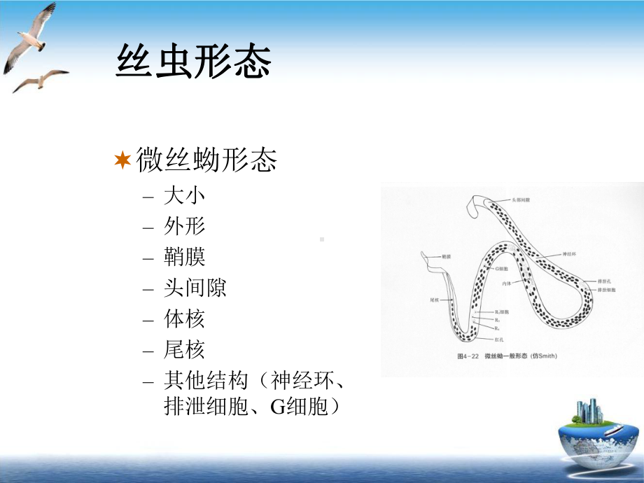 寄生虫学第四讲(丝肝)课件.ppt_第3页