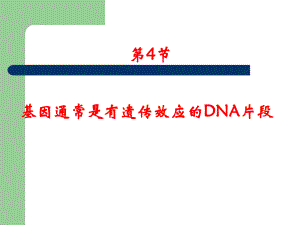 基因通常是有遗传效应的DNA（新教材）人教版高中生物必修二课件.ppt