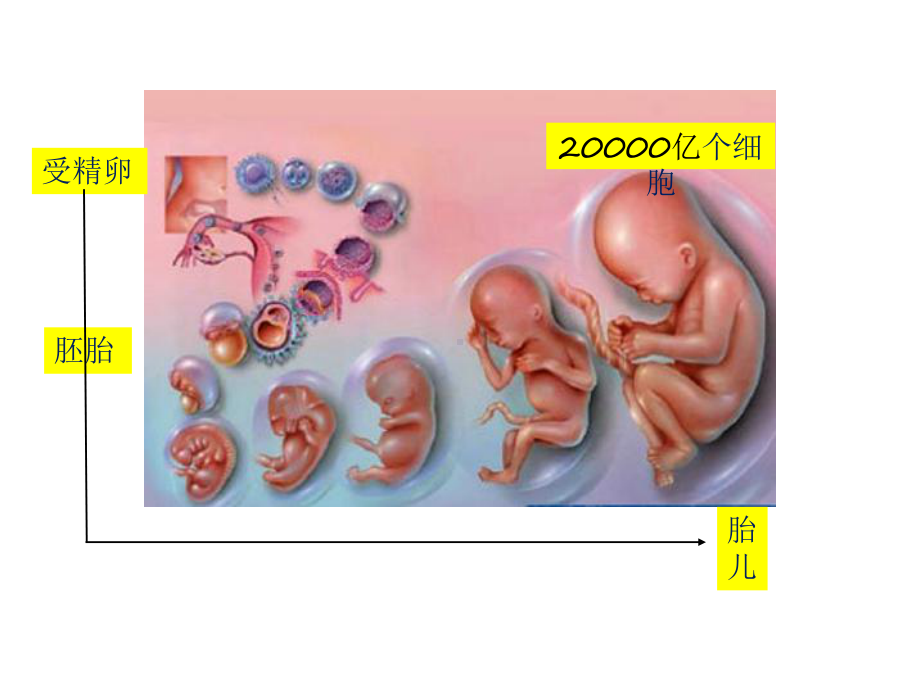 基因的选择性表达及表观遗传课件(共24张).pptx_第1页