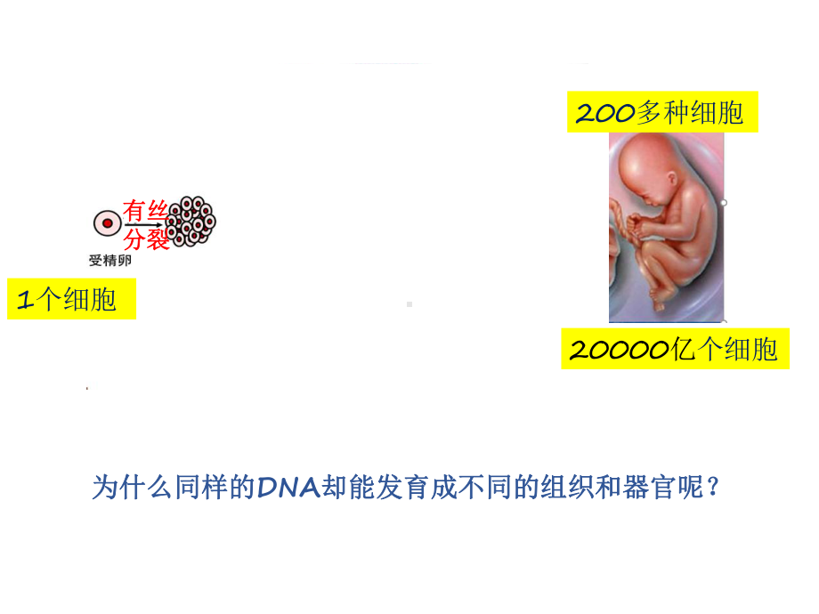 基因的选择性表达及表观遗传课件(共24张).pptx_第2页