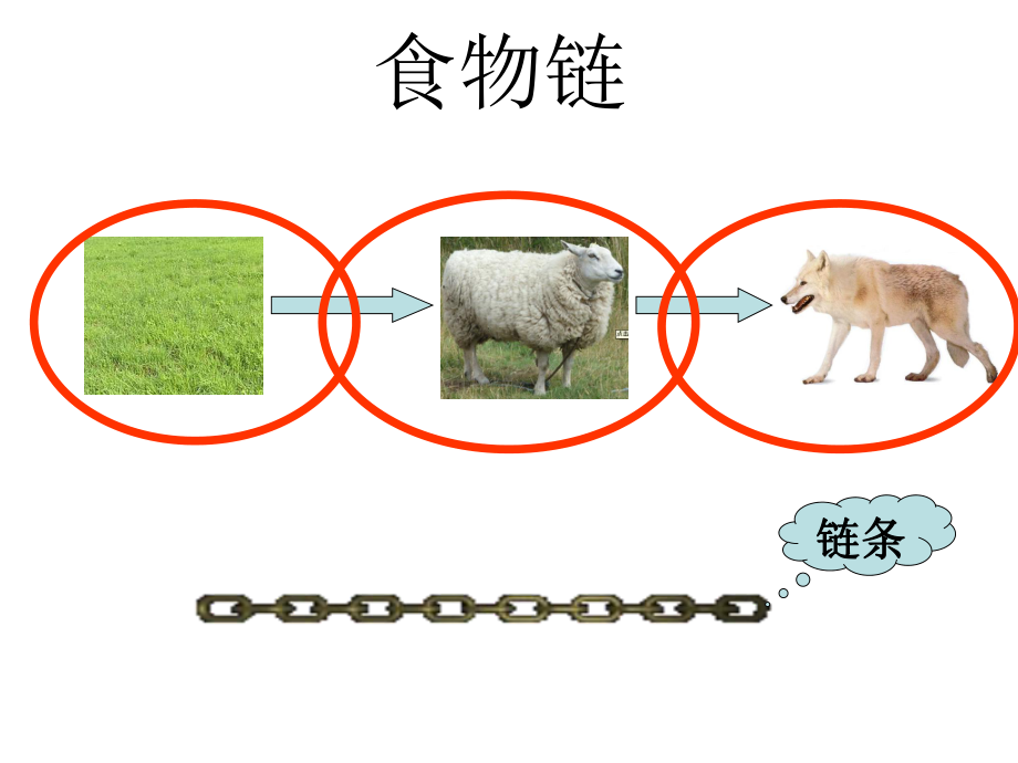 小学科学苏教版《有趣的食物链》公开课课件1.ppt_第2页