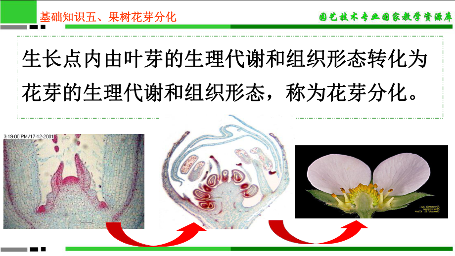 基础知识五、果树花芽分化课件.ppt_第2页