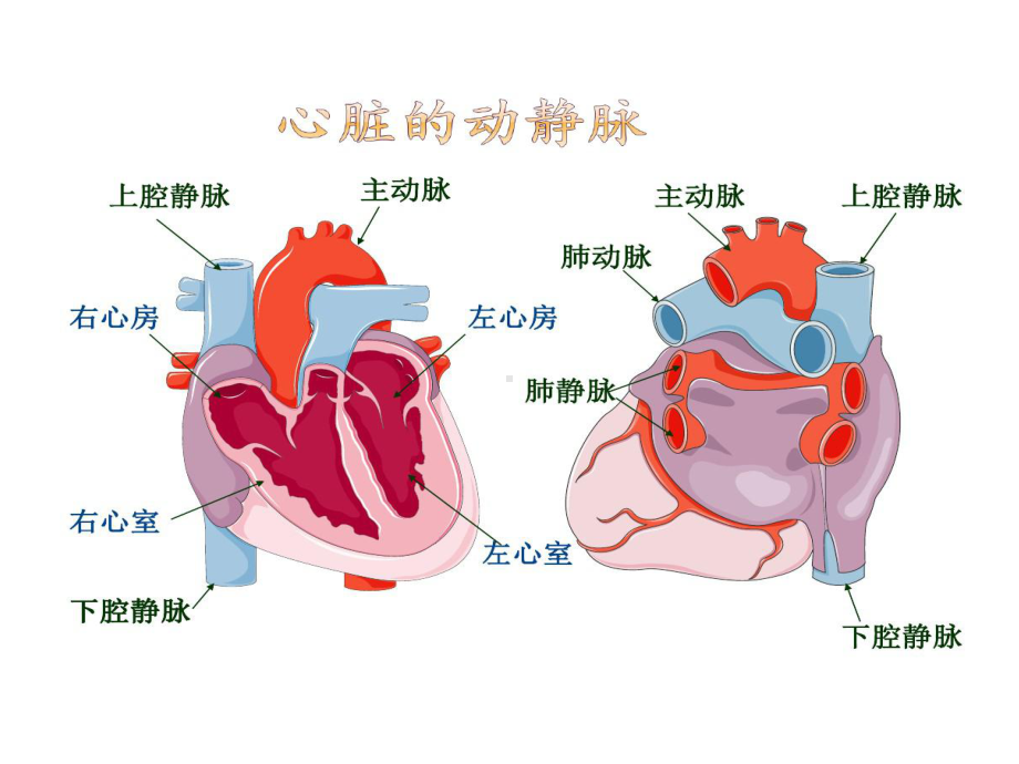 冠心病定义诊断发病机制共31张课件.ppt_第3页