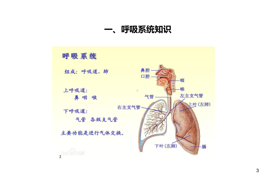 呼吸系统-常见感冒培训课件.pptx_第3页