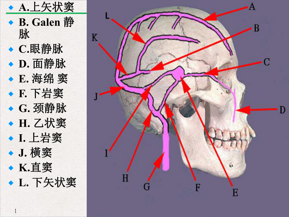 大脑静脉系统解剖课件.ppt_第2页