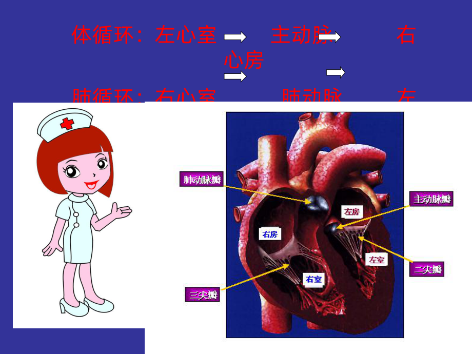 四节风湿性心脏瓣膜病病人的护理汇总课件.ppt_第3页