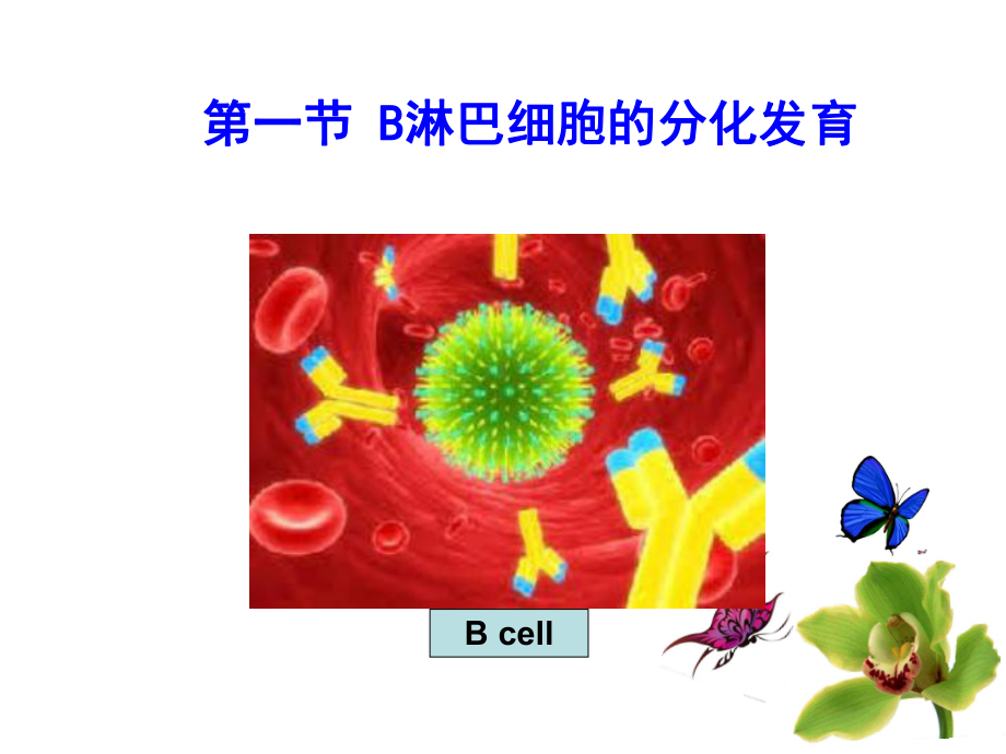 医学免疫学第十一章-B淋巴细胞课件.ppt_第2页