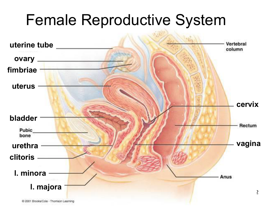 医学英语-女性生殖器官-课件.ppt_第2页