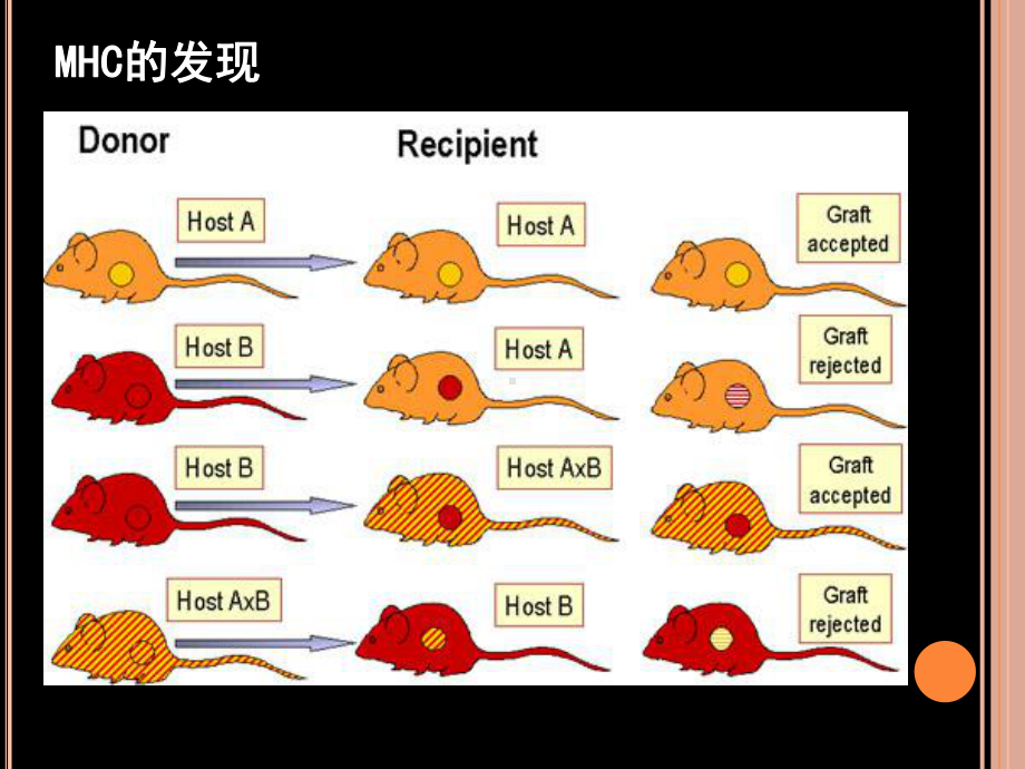 医学免疫学第6版课件-主要组织相容性复合体教材.ppt_第2页