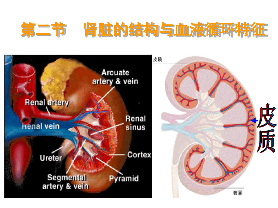 十章节渗透调节与排泄肾脏生理课件.ppt_第3页