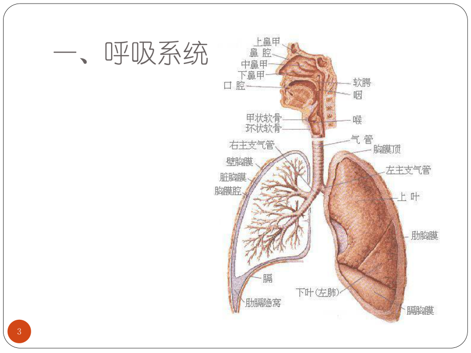 小儿生长发育与早期教育课件.pptx_第3页