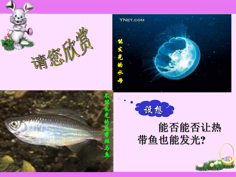 基因工程及其应用上课用课件.ppt_第2页