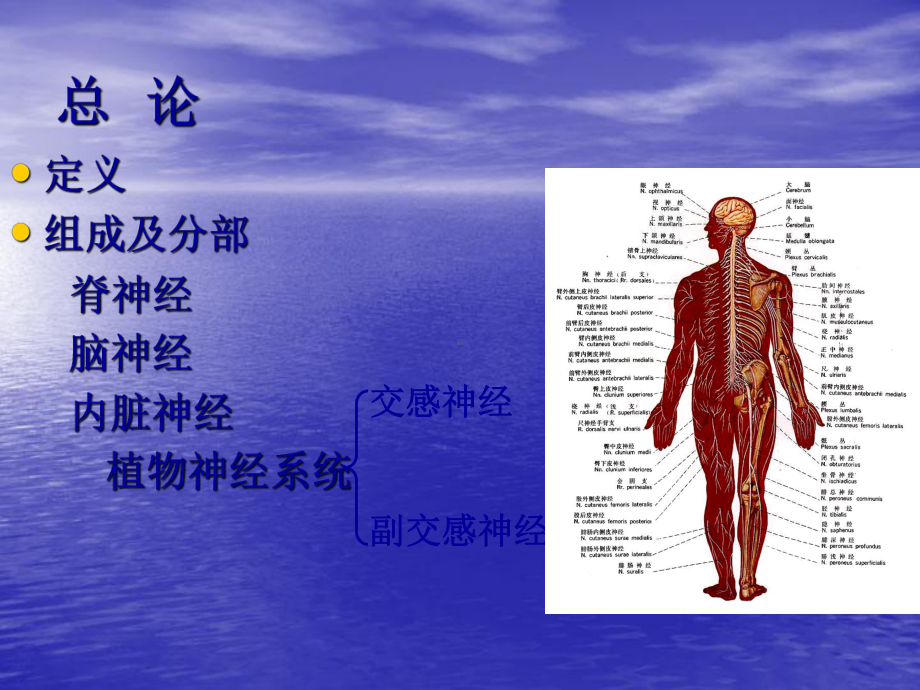 周围神经系统解剖学课件.ppt_第2页