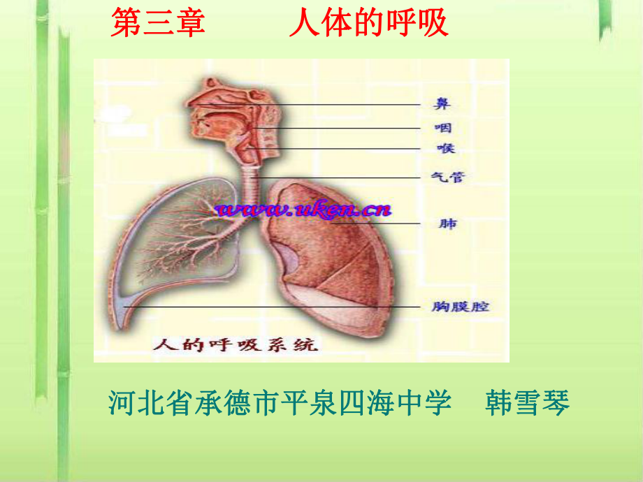 呼吸道对空气的处理课件23-人教版.ppt_第1页