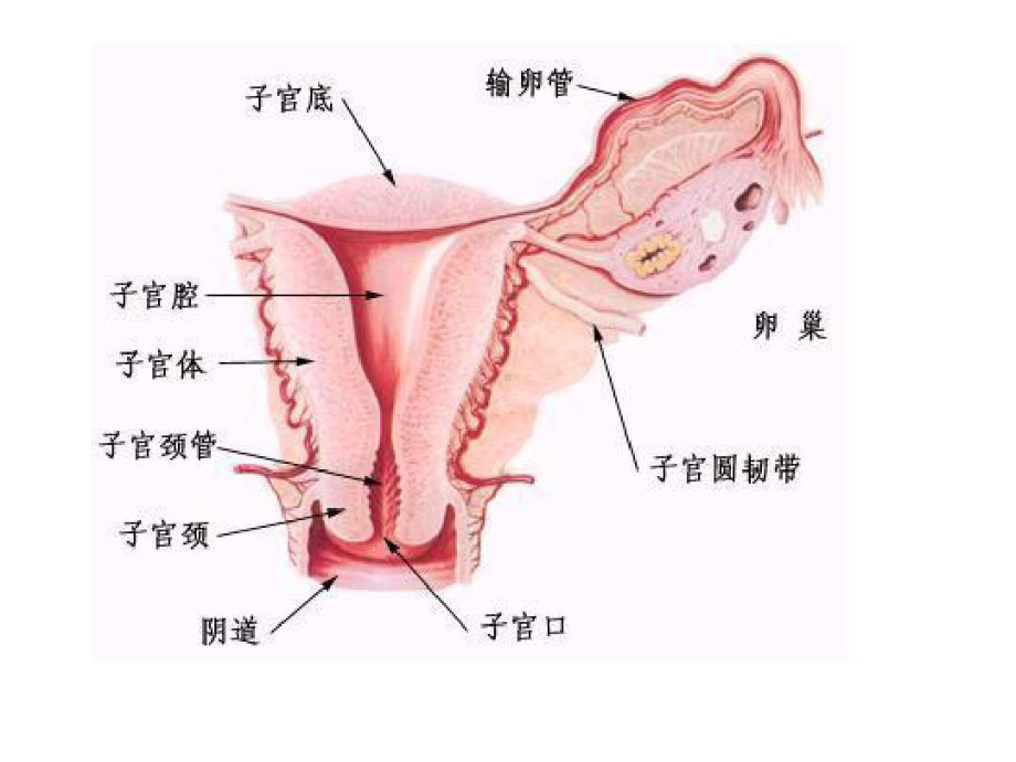 妇科常见病的诊治共32张课件.ppt_第2页