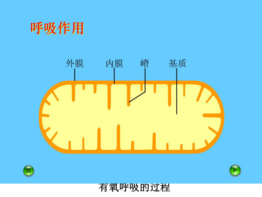 有氧呼吸过程演示集锦课件.ppt_第1页