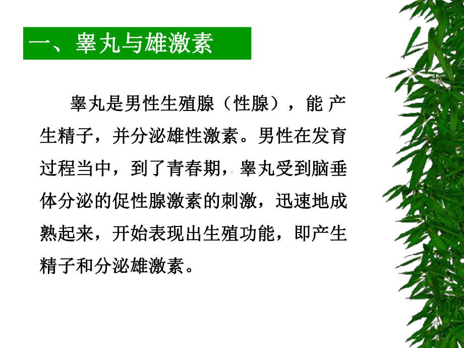 性激素的种类及其功能课件.ppt_第3页