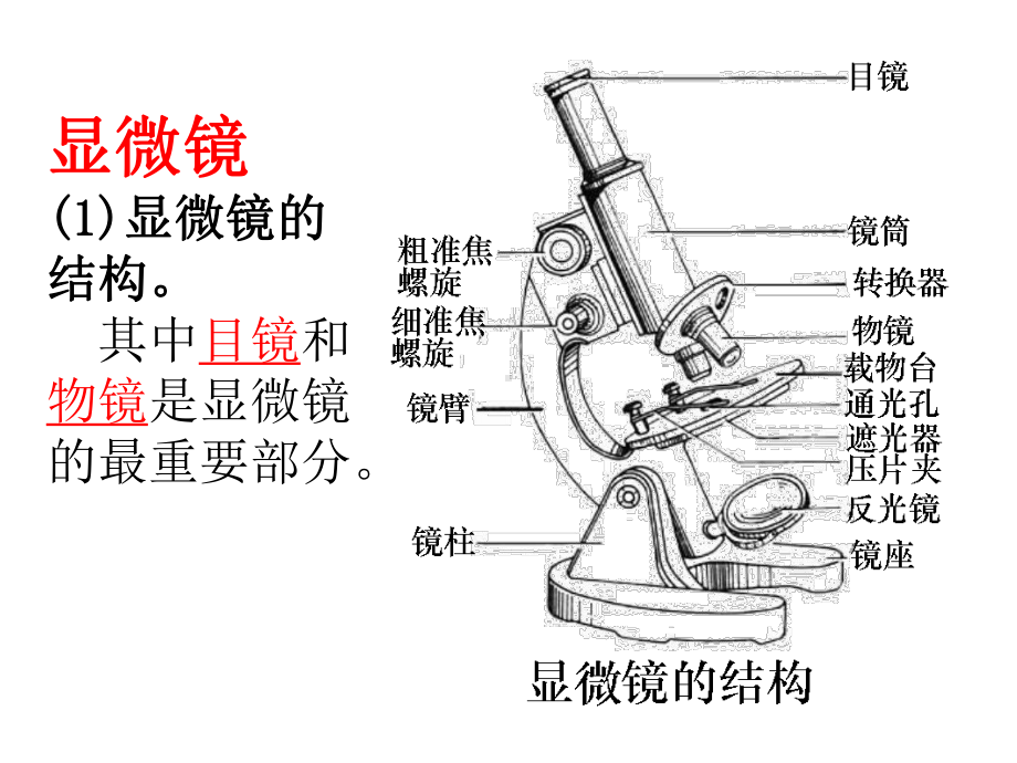 显微镜课件.ppt_第1页