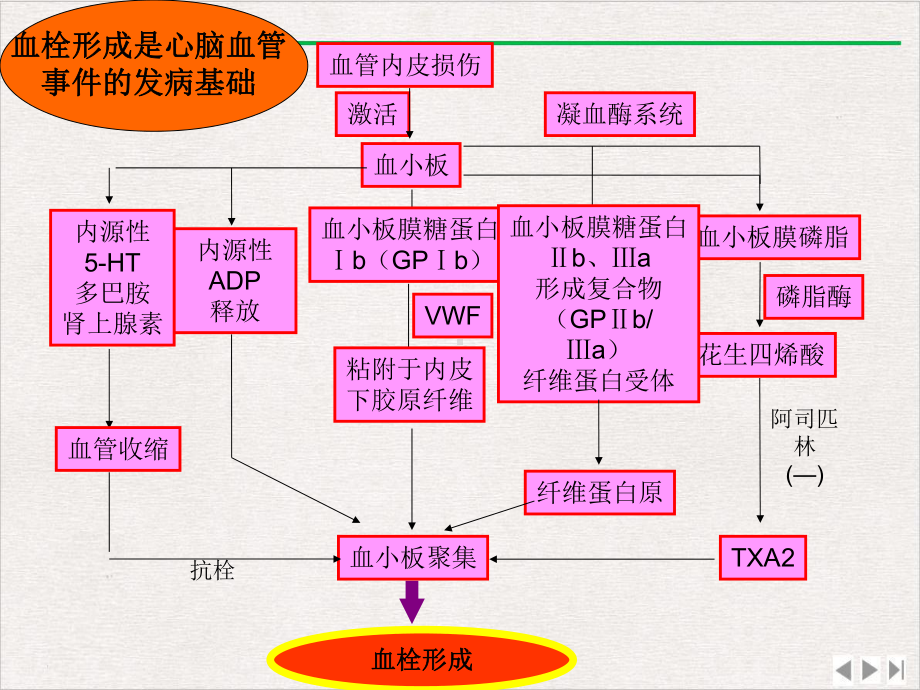 抗血小板药物消化道损伤版课件.ppt_第3页