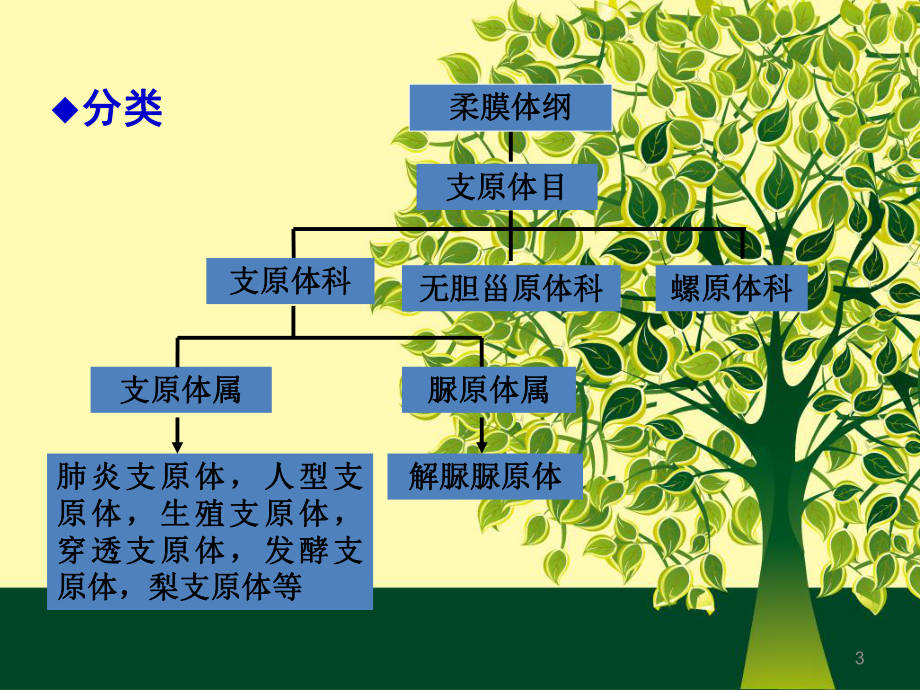 支原体课件.ppt_第3页