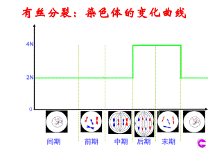 有丝分裂和减数分裂的图像(比较)课件.ppt