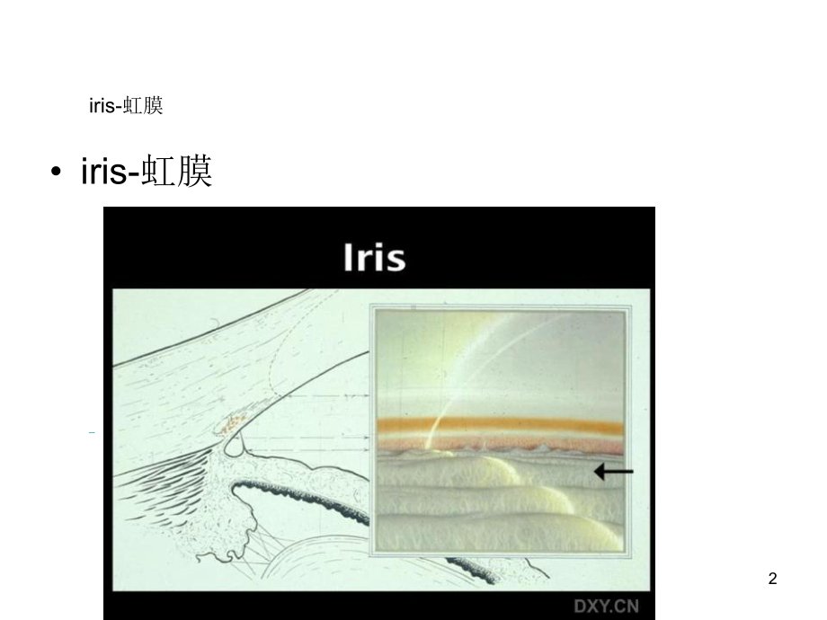 房角镜检查(课堂)课件.ppt_第2页