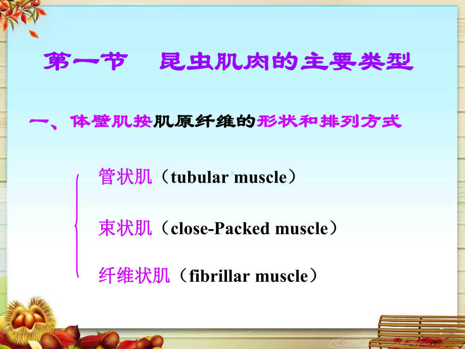 昆虫生理学第十章昆虫的运动系统课件.pptx_第3页