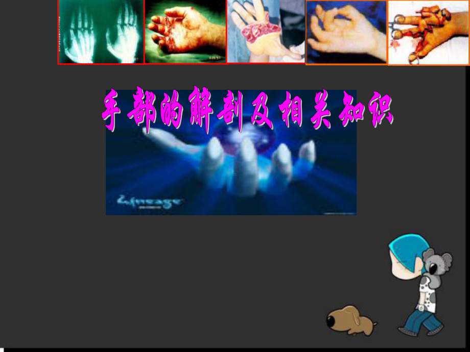 手部解剖及相关结构参考课件.ppt_第1页