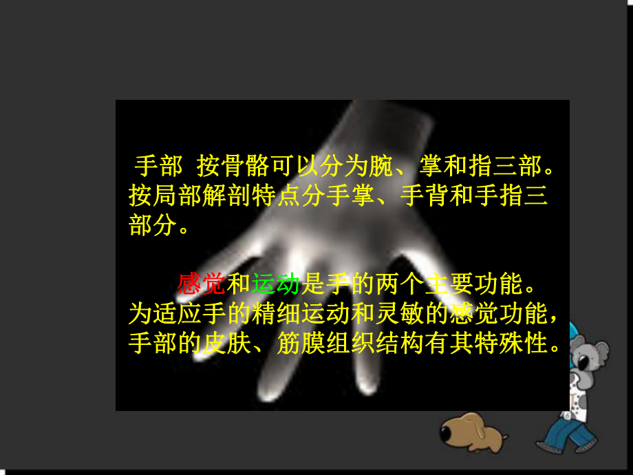 手部解剖及相关结构参考课件.ppt_第3页