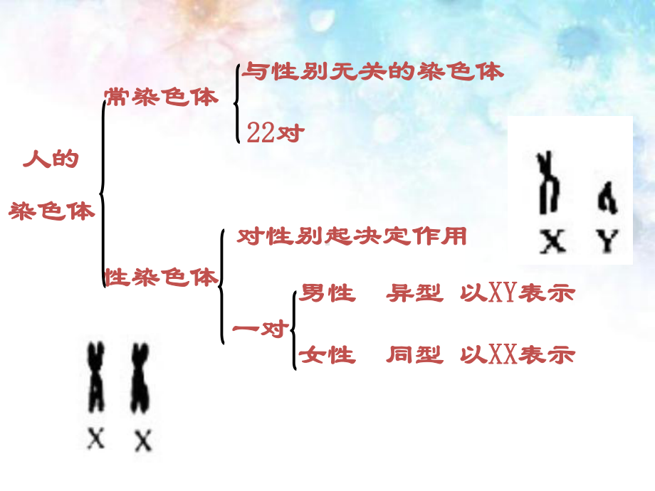 新教材高中生物《伴性遗传》版1课件.ppt_第2页