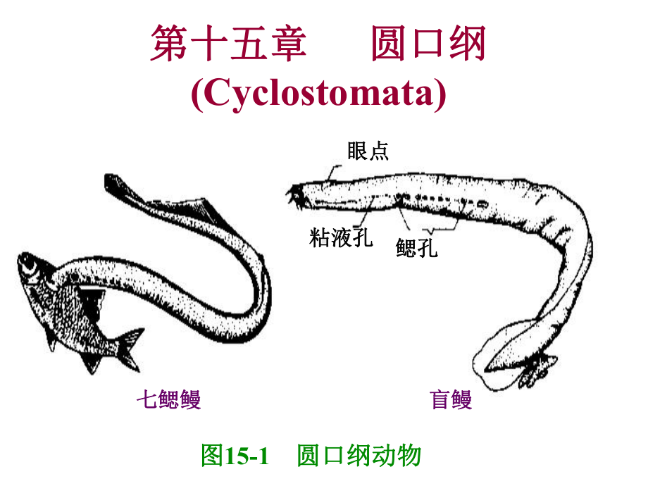 普通动物学第15章圆口纲-课件.ppt_第1页