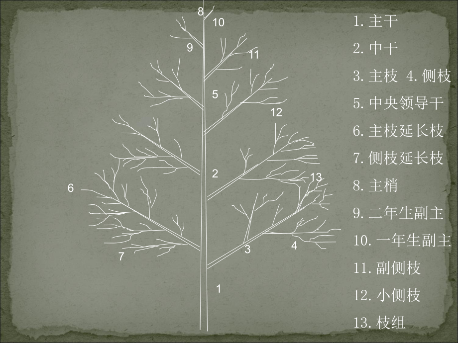 果树整形修剪技术5课件.ppt_第3页