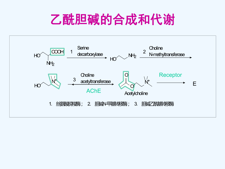 拟胆碱药与抗胆碱药课件.ppt_第3页