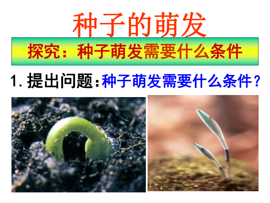 探究种子的萌发课件.ppt_第3页