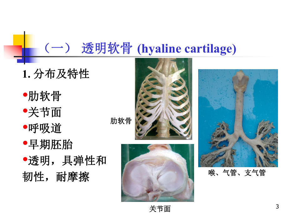 新版组织学：软骨和骨-医学课件.ppt_第3页