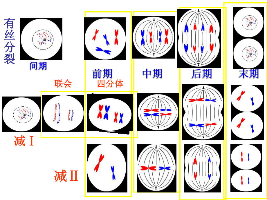 有丝分裂与减数分裂图解比较课件.ppt_第2页